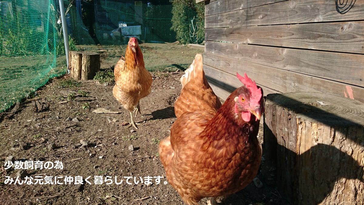 ピアノムシが孵ったら / bassy / Annabel / セリユ/ 茶太 album / 第参作品集 - bassy official website