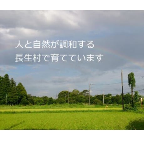 【特定】※留意事項あり　6か月定期便・送料込　のびのびタマゴ　アソート20個入り【たまご・有精卵・平飼い】  のコピー