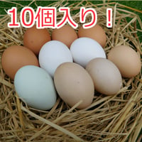 【放し飼い・有精卵】のびのびタマゴ　アソート10個入り【たまご・有精卵・平飼い】