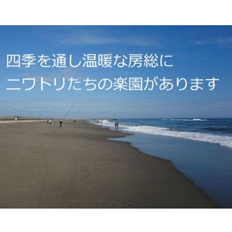 【特定】※留意事項あり　6か月定期便・送料込　のびのびタマゴ　アソート20個入り【たまご・有精卵・平飼い】  のコピー