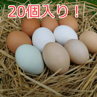 【放し飼い・有精卵】のびのびタマゴ　アソート20個入り【たまご・有精卵・平飼い】