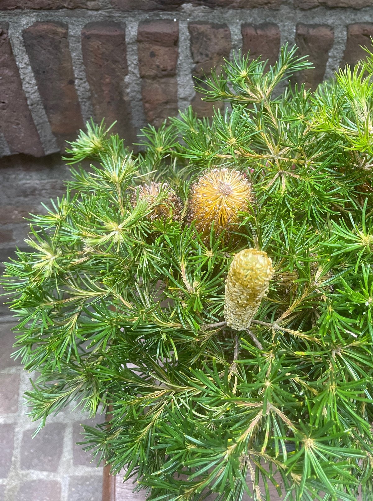 大株バンクシア バースデーキャンドル 花芽あり-