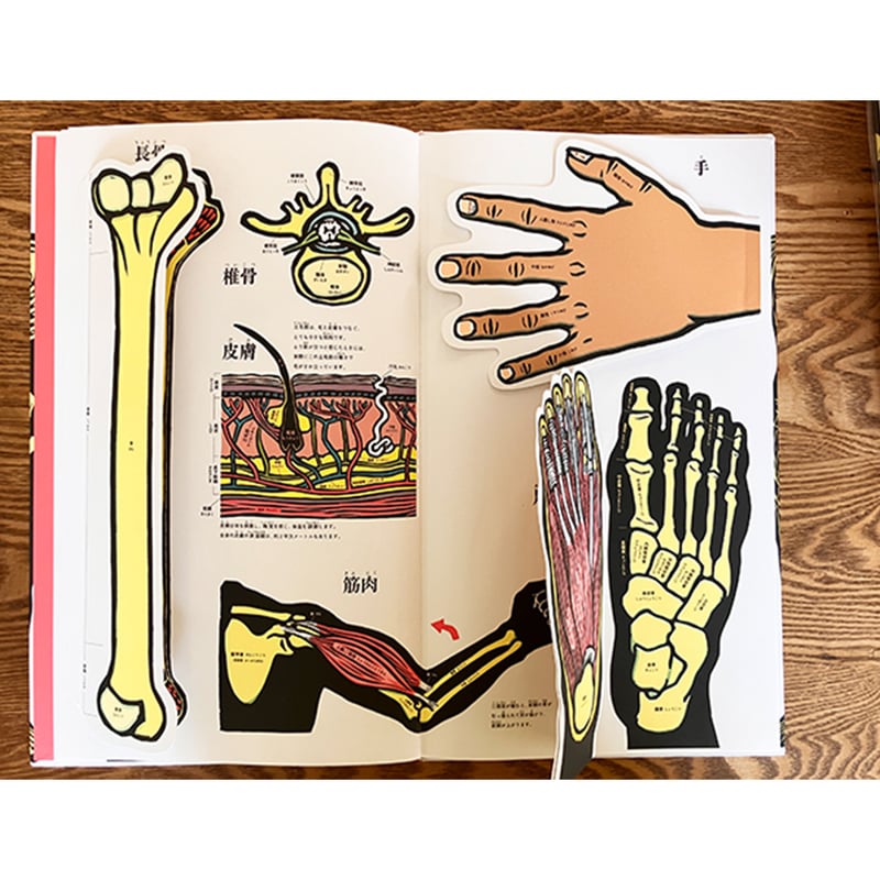 重版出来！】めくれる！しかけ図鑑絵本 にんげんのからだ ／ 作・絵