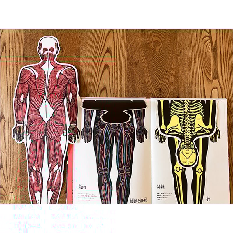 ヴィンテージ飛び出す絵本 人間の体 The Human Body めくれる！しかけ