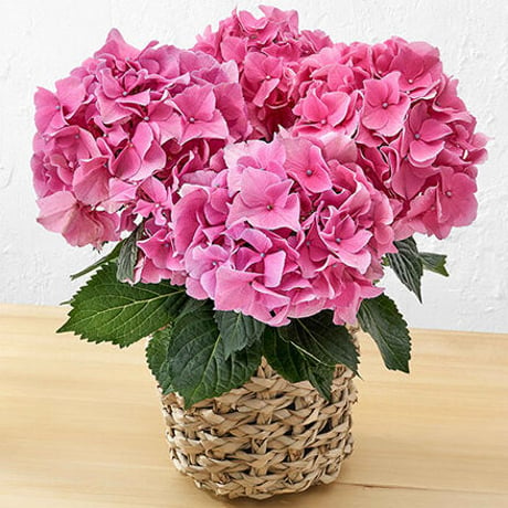 P-7　ピンクアジサイ花鉢（5寸　幅30㎝×高さ約45㎝）