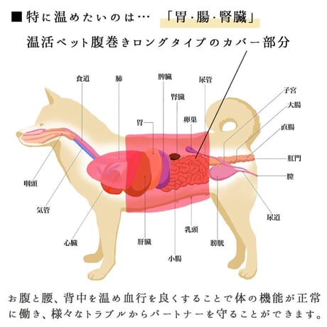 unage ウェルネス 体幹安定 温活 リラックス腹巻き ロングタイプ 腹周り32～48cm
