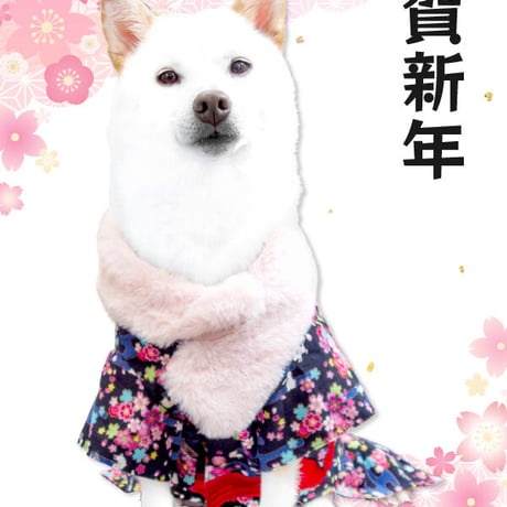 【送料無料】うさぎ晴れ着 8～10kg
