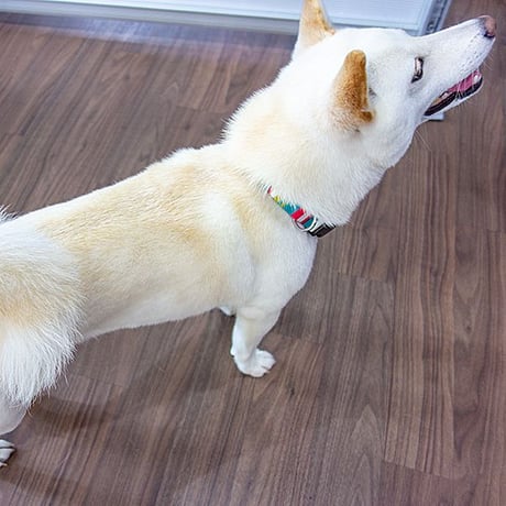 【訳あり商品】レインボーカラー 中型犬用 ～20kg