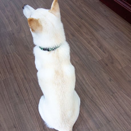コットン唐草カラー  小型犬・中型犬用 ～20kg