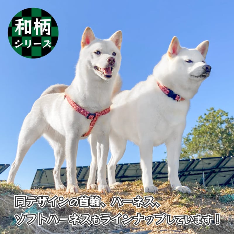 しばいぬ ID4569 赤♂ shiba inu puppy red male - YouTube