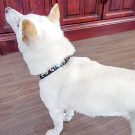 蓄光フットカラー 小型犬・中型犬用 ～20kg