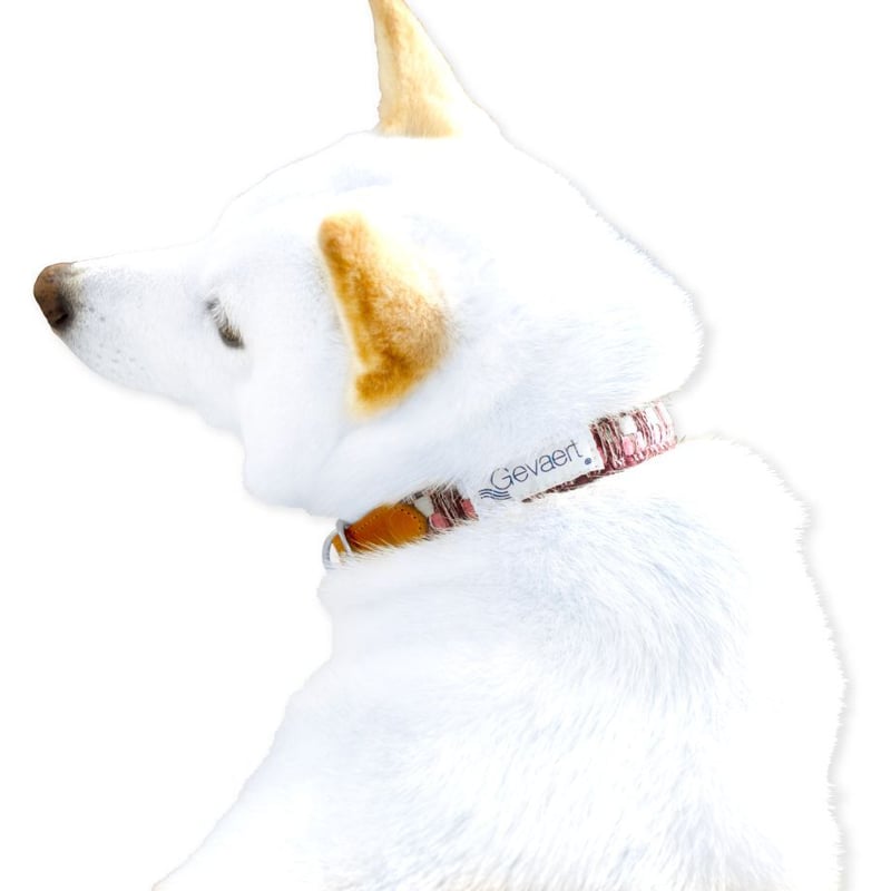 送料無料】Gevaert×iDog 犬用首輪 MIX | 柴犬の服屋さんONE歩