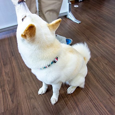 【訳あり商品】レインボーカラー 中型犬用 ～20kg