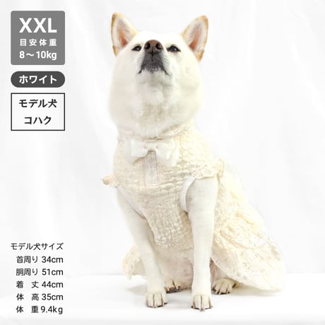 ウェディング風レースワンピ  8～10kg XL XXL【在庫限りで終売】