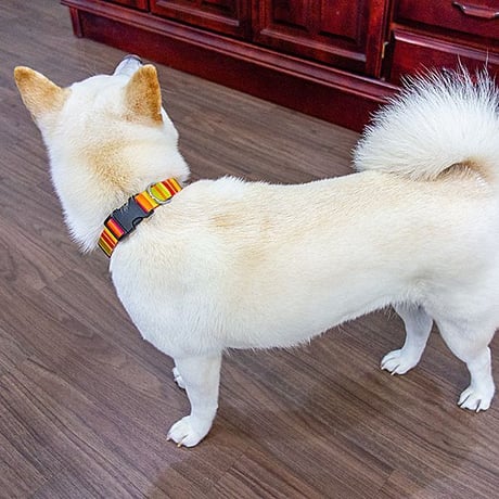 【訳あり商品】レインボーカラー 中型犬用 ～20kg