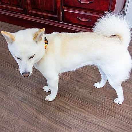 【訳あり商品】レインボーカラー 中型犬用 ～20kg