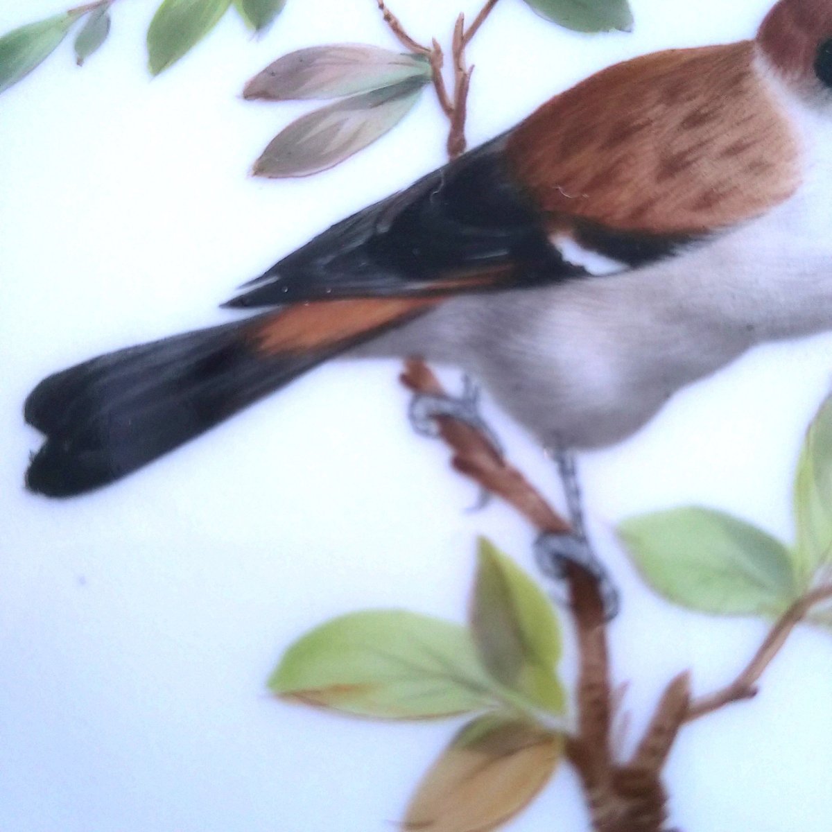 □松に止まる雀・写実画□２５cm□金縁◇Meissenマイセン◇ □松に止まる雀・写実画□25cm□金縁◇Meissen◇