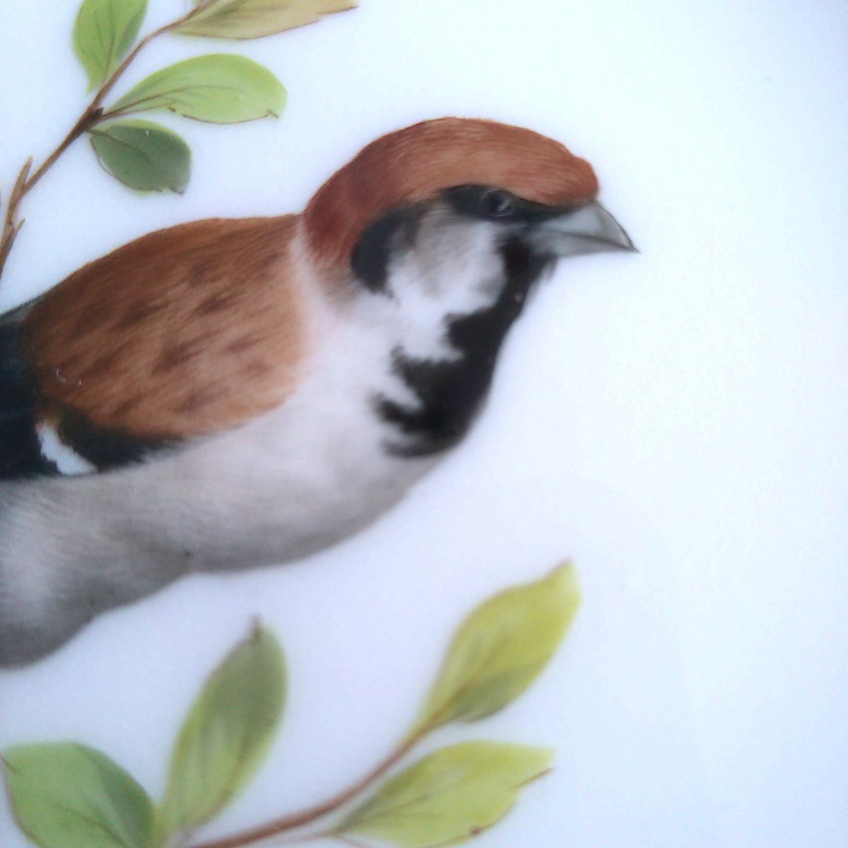 マイセン　限定　プレート　野鳥シリーズ　1987 箱　保証書付 マイセン 限定 プレート 野鳥シリーズ 1987 箱 保証書付