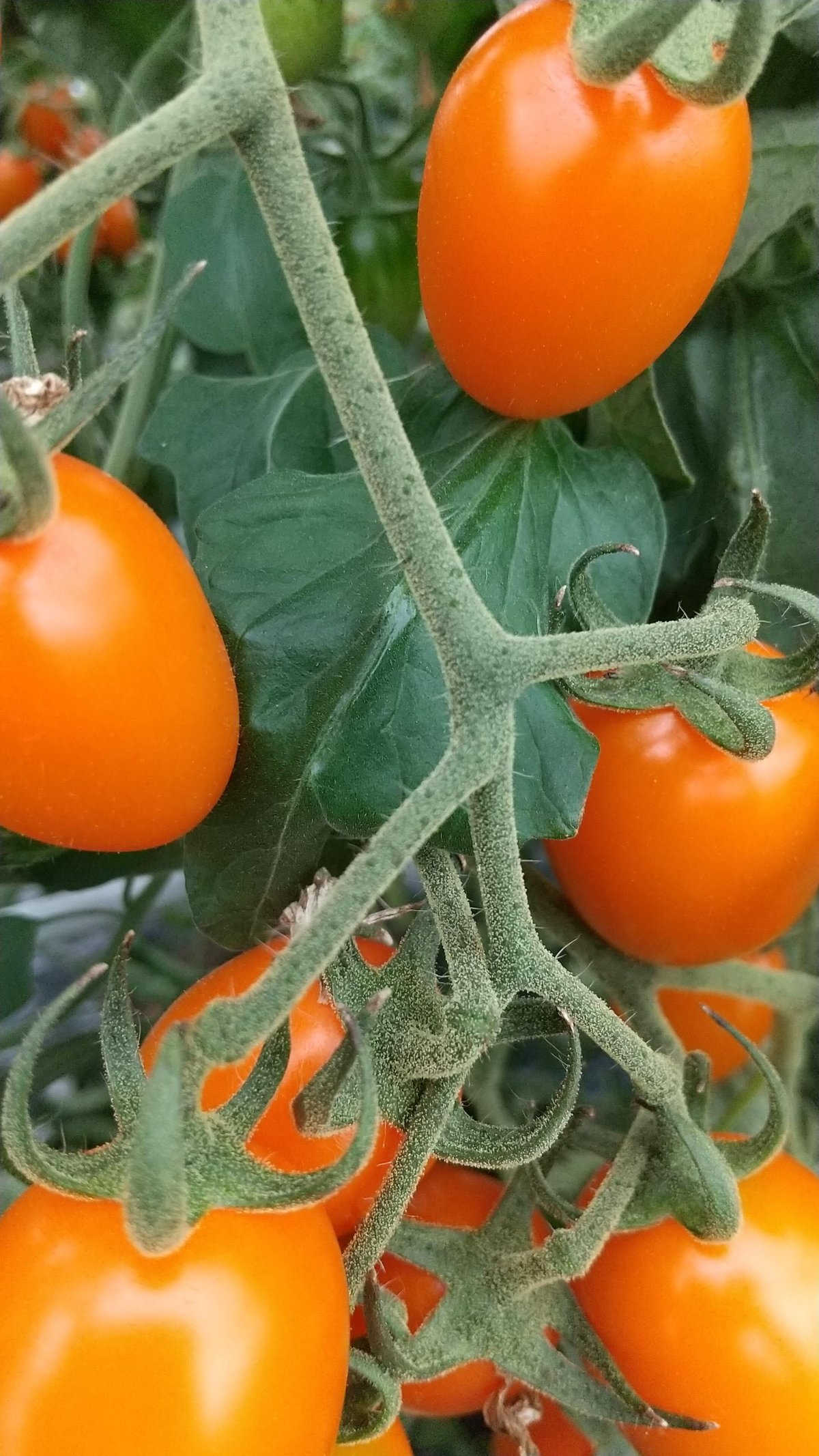 北海道 ミニトマトジュース「カナンの丘の滴」1000ml 6本＋ジャム