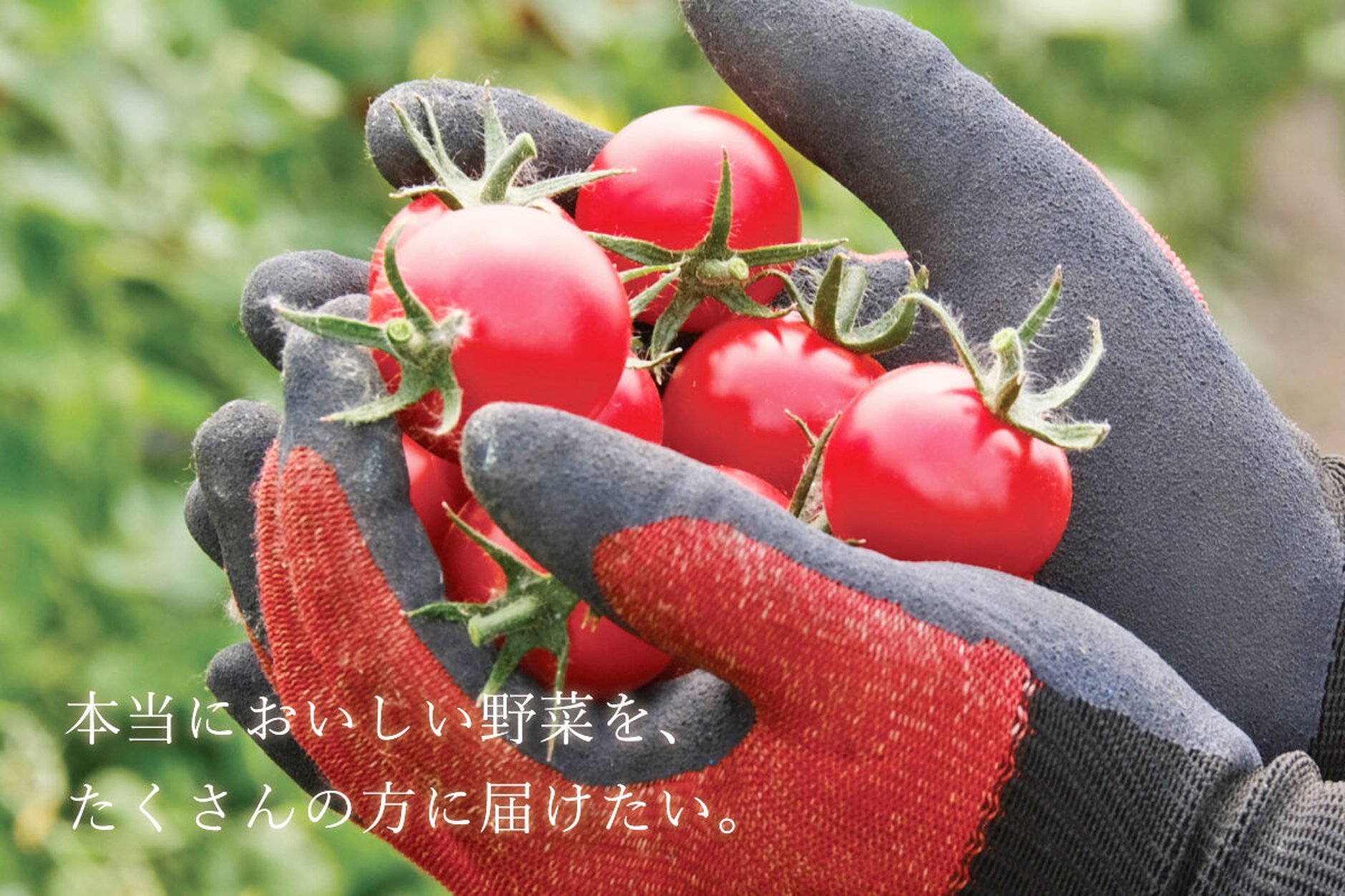 北海道岩見沢 ミニトマト農家 『ファーム雫's STORE』 オンラインショップ