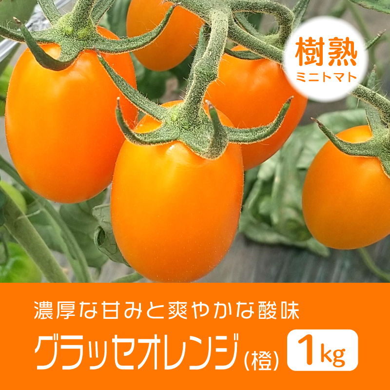 北海道岩見沢 ミニトマト農家 『ファーム雫's STORE』 オンラインショップ