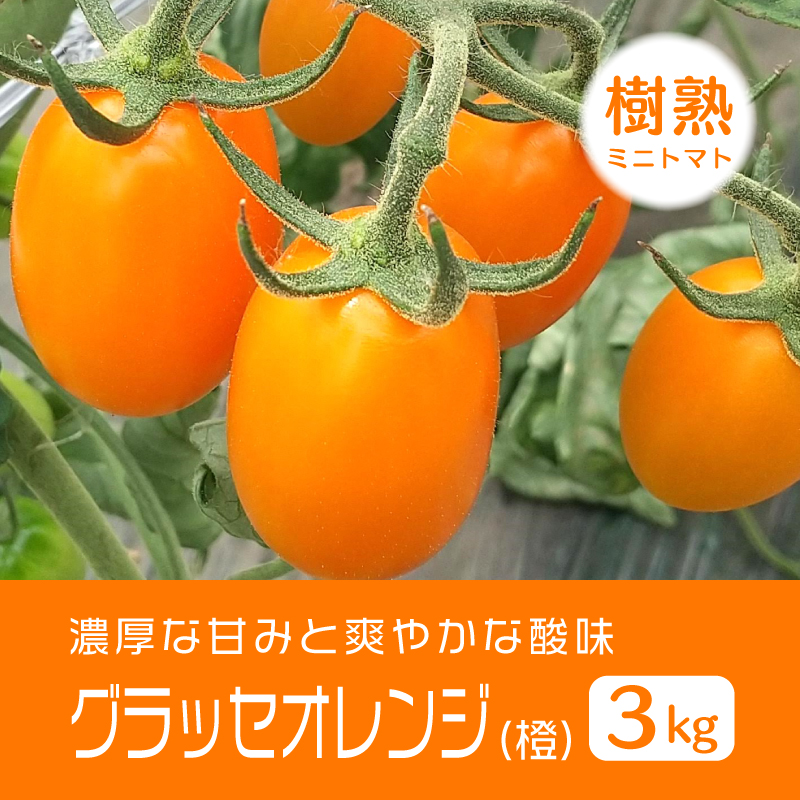 まるでジャムの甘み！ 樹熟ミニトマト 『グラッセオレンジ(橙)』 3kg