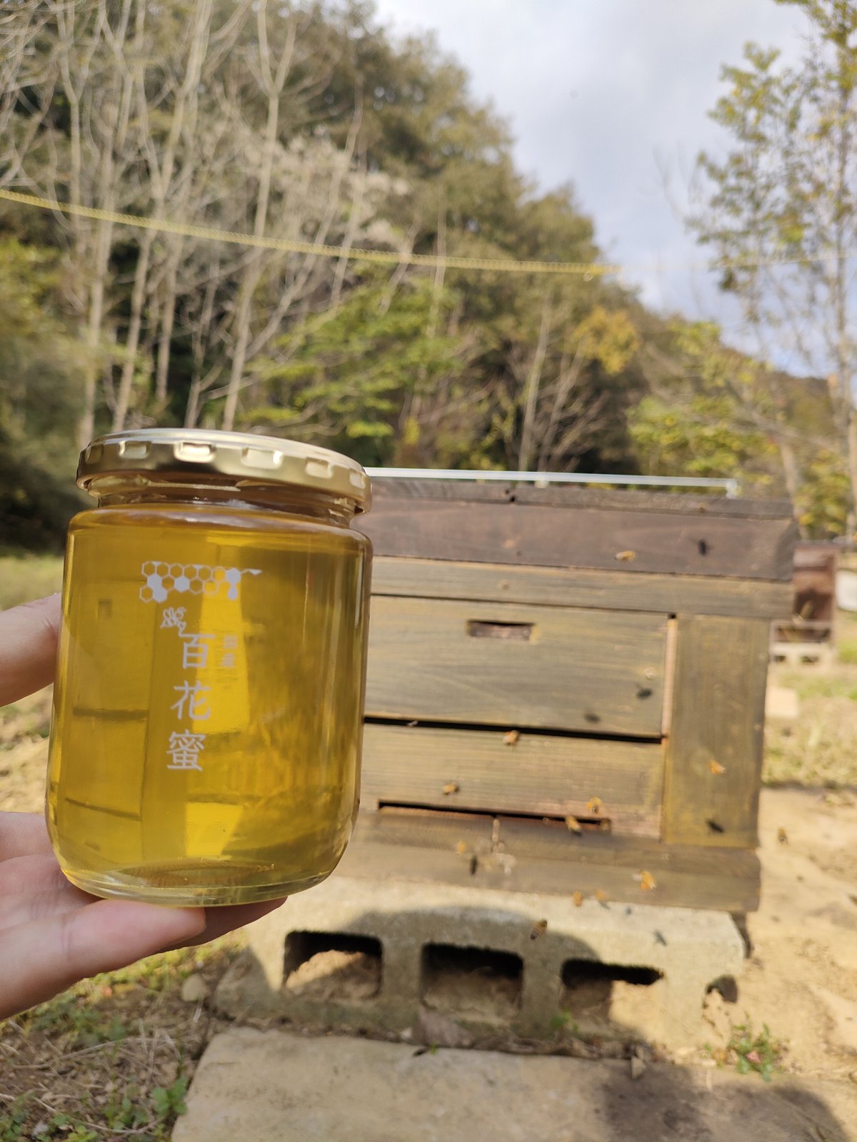 合計300g 桐と藤　天然蜂蜜　百花蜜　国産蜂蜜　非加熱　生はちみつ 岐阜県産 合計300g 桐と藤天然蜂蜜百花蜜国産蜂蜜非加熱生はちみつ 岐阜県産