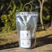 One hand olive　手持ちサイズのオリーブ苗木