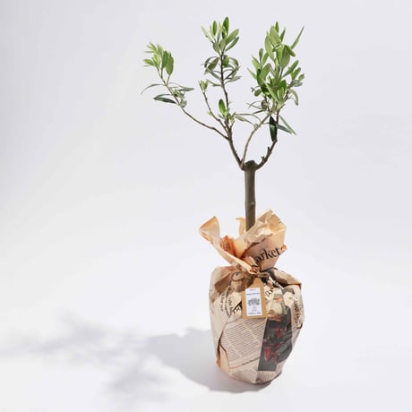 トルコ原産ゲムリック種 （60cm～100cmサイズ）オリーブ苗木