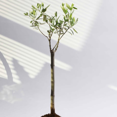 トルコ原産ゲムリック種 （60cm～100cmサイズ）オリーブ苗木