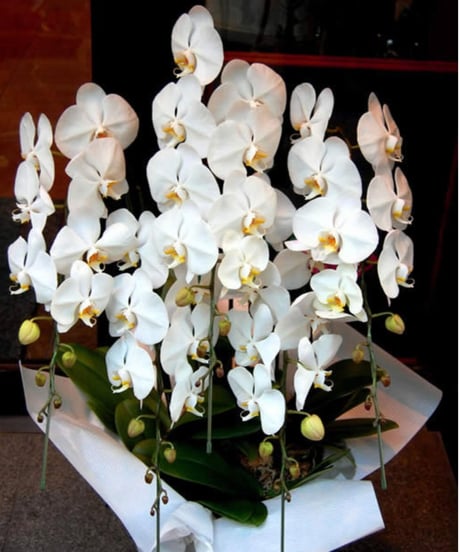 胡蝶蘭［5本立］