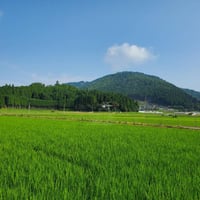 こしひかり＜定期5kg＞予約かみきち米
