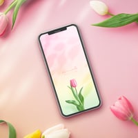 【春光に咲く一輪ピンクチューリップ】🌷愛情運が満ちる光✨ご縁と魅力を育てる待ち受け