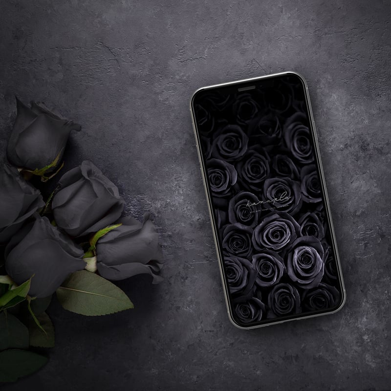 薔薇の絨毯ブラックローズ】願い叶える漆黒薔薇！圧倒的な存在感🌙心に