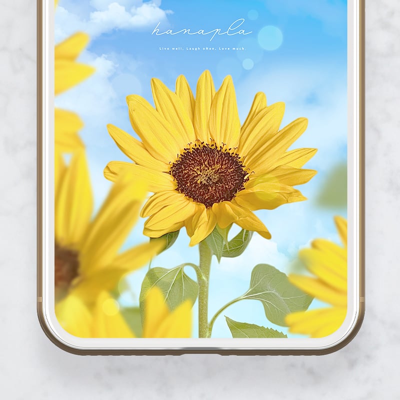 【ひまわり】 Amazon.co.jp: ひまわり(SG): ミュージック