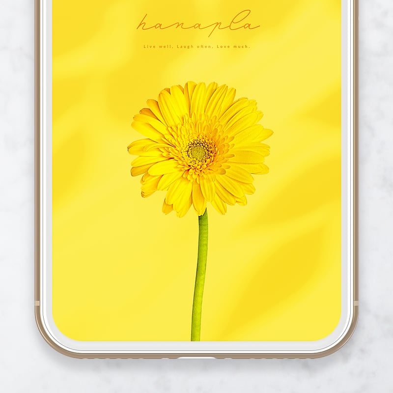 幸せの一輪イエローガーベラ🌼＋数字24】ポジティブな光をあなたに