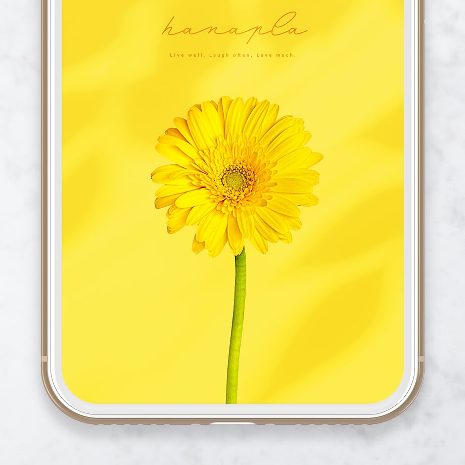 幸せの一輪イエローガーベラ🌼＋数字24】ポジティブな光をあなたに