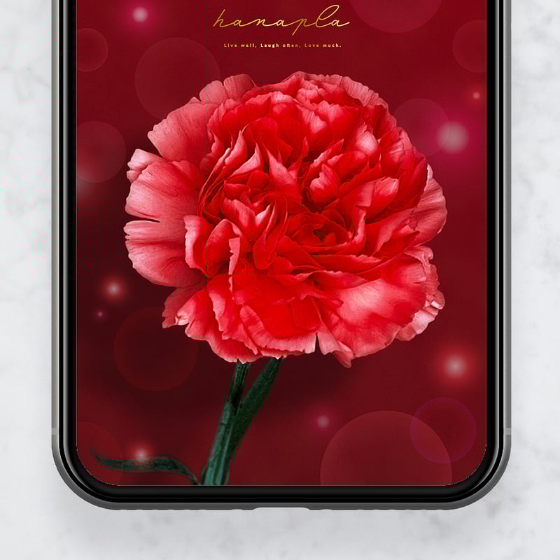 心ときめく深紅のカーネーション＋数字24】スマホ壁紙で毎日を華やかに