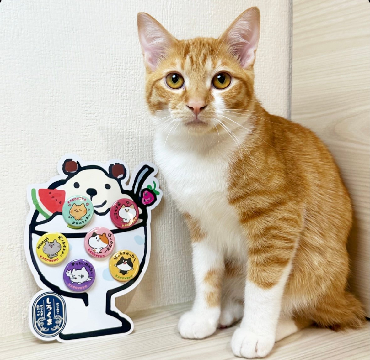 かごんま缶バッジセット しろくま | KAGONEKO STORE
