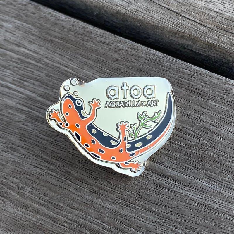 ピンバッジ オキナワシリケンイモリ | átoa MUSEUM SHOP アトア