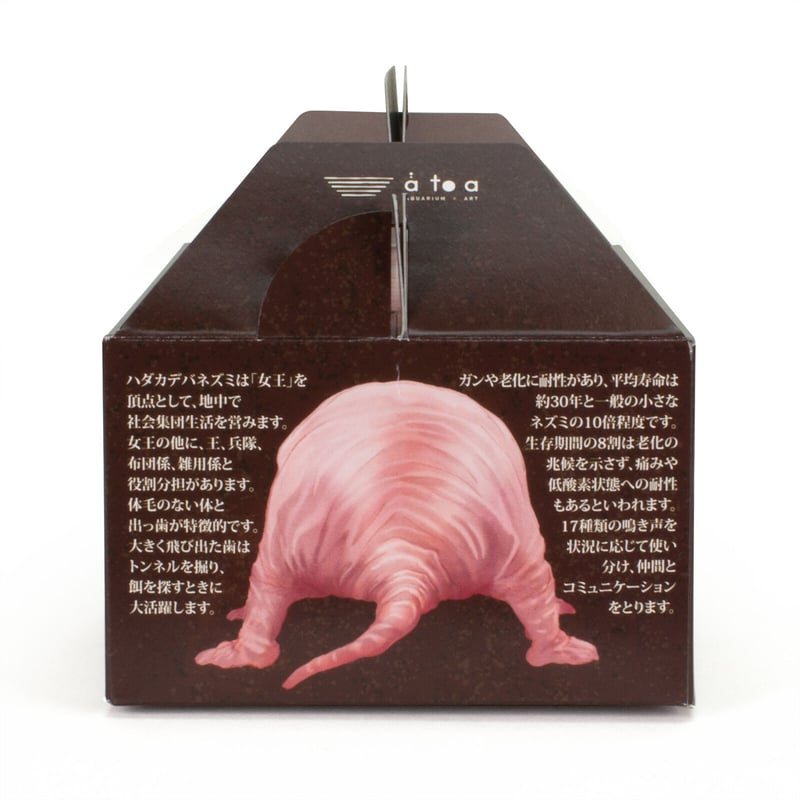 ハダカデバネズミのスイートポテト | átoa MUSEUM SHOP アトア