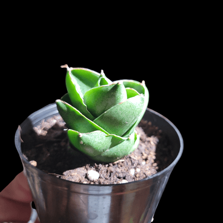 サンセベリア ベンジャロン 「Sansevieria Benjarong」