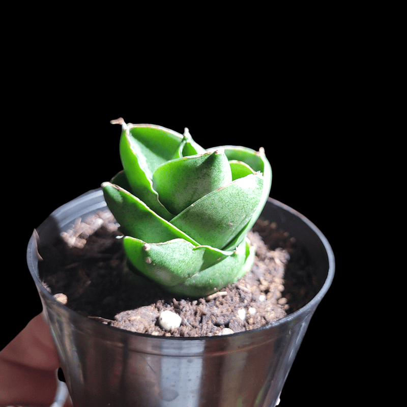 サンセベリア ベンジャロン 「Sansevieria Benjarong」 | ガレージ