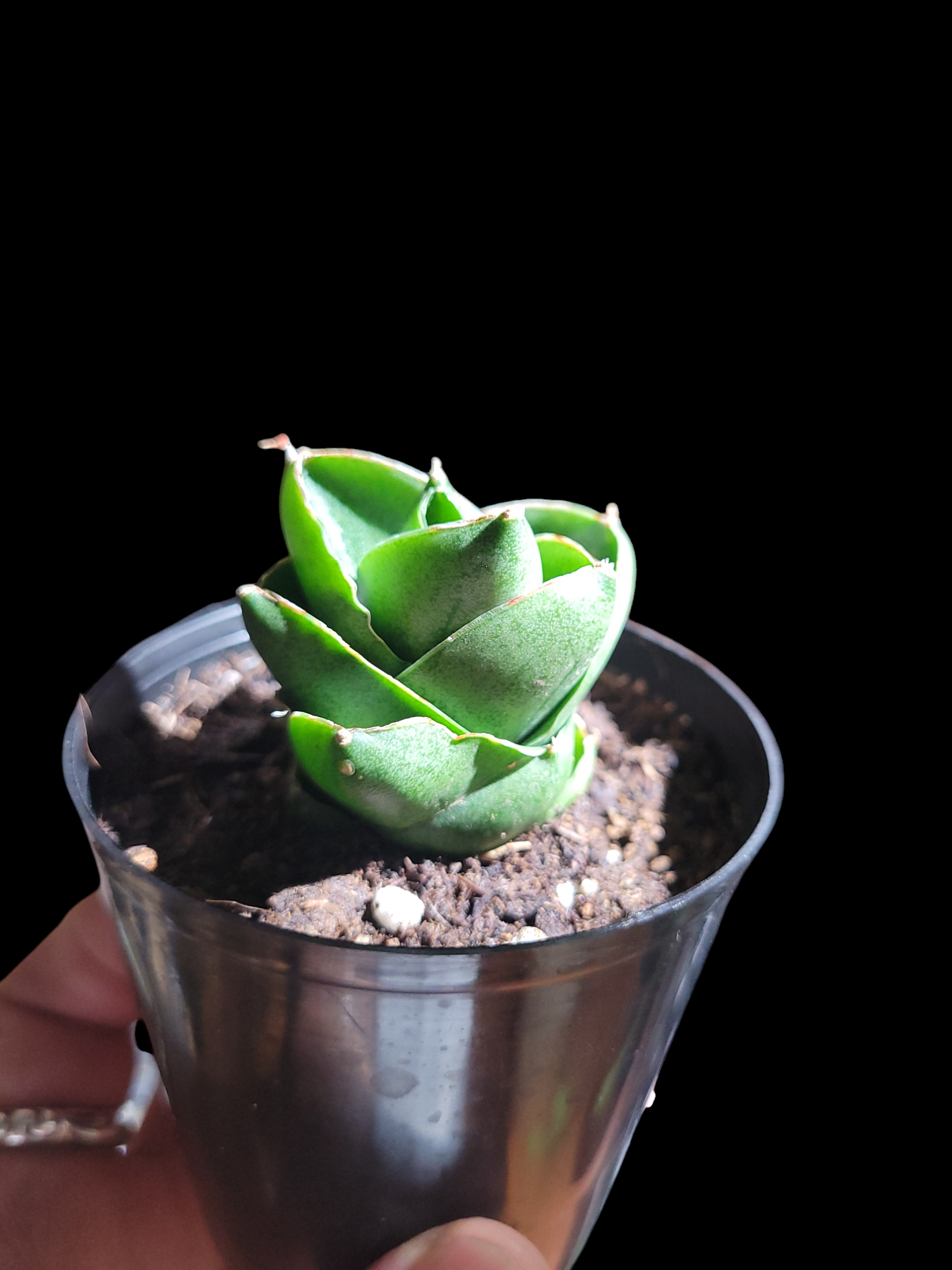 サンセベリア ベンジャロン / サンスベリア サンセベリア ベンジャロン 「Sansevieria Benjarong」 | ガレージ
