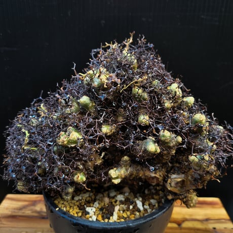 Tylecodon reticulatus