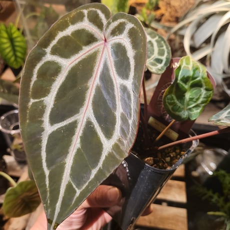 Anthurium 'Michelle' by DOCBLOCK アンスリウム　ミシェル