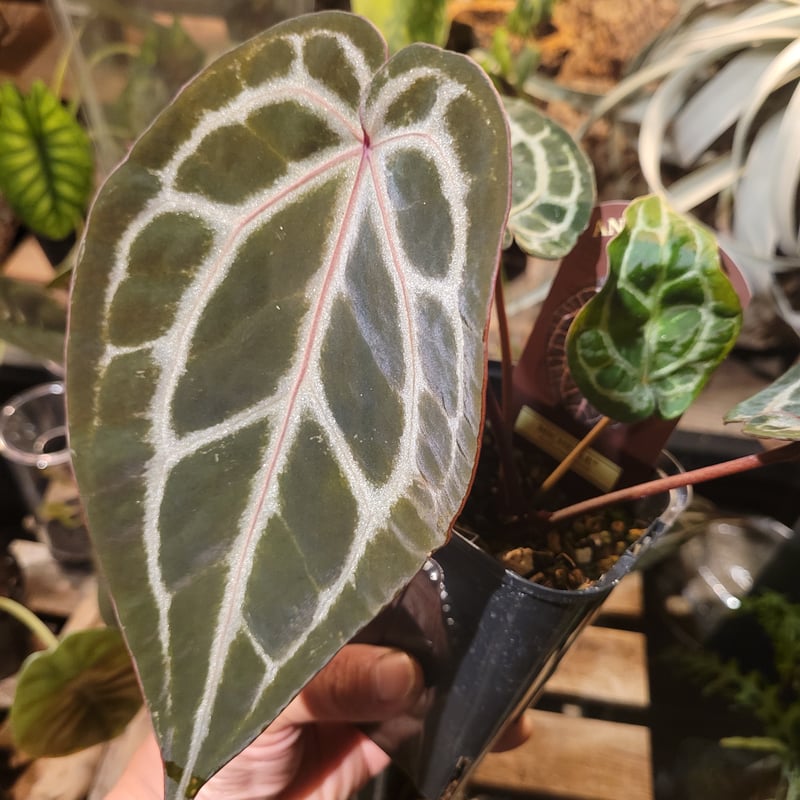 Anthurium 'Michelle' by DOCBLOCK アンスリウム ミシェル |