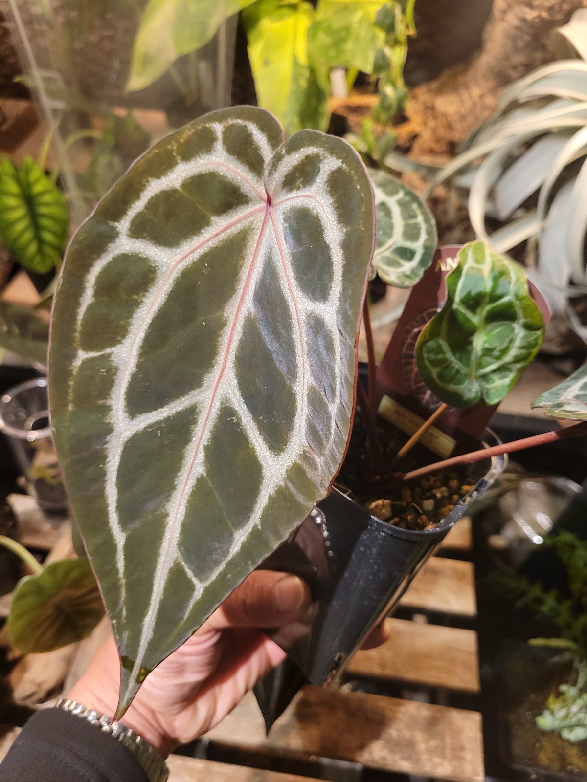 Anthurium 'Michelle' by DOCBLOCK アンスリウム ミシェル |