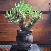 チレコドンワリチー Tylecodon Wallichii　鉢付き
