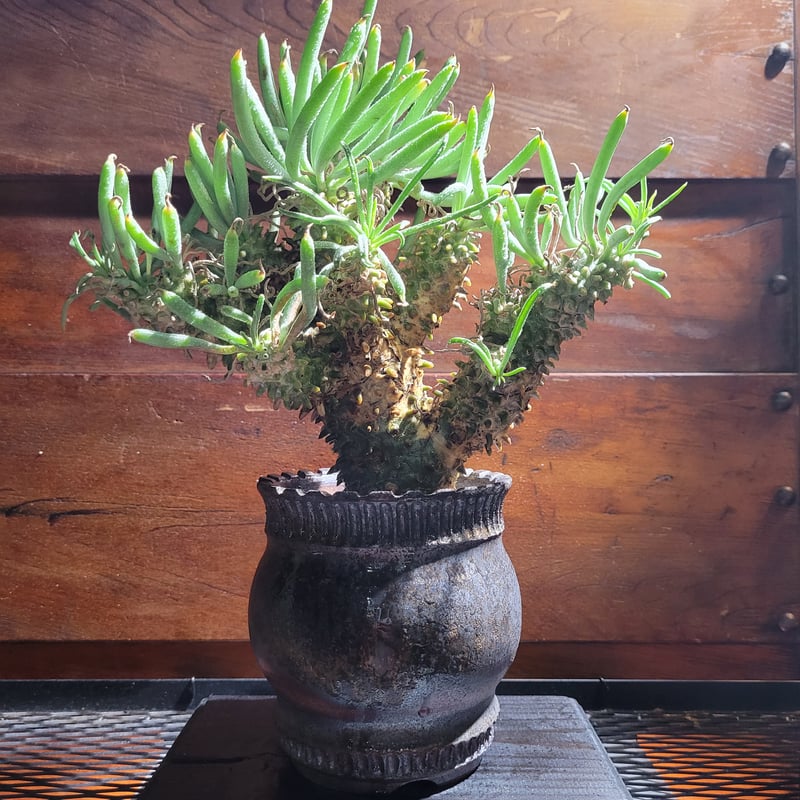 コレクション株 チレコドン ワリチー 超特大サイズ 発根定着済鉢ごと